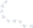 Kangaroo Tracks